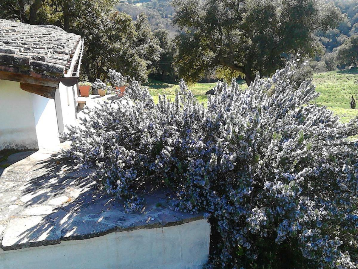 B&B I Menhir Sorgono Exterior photo